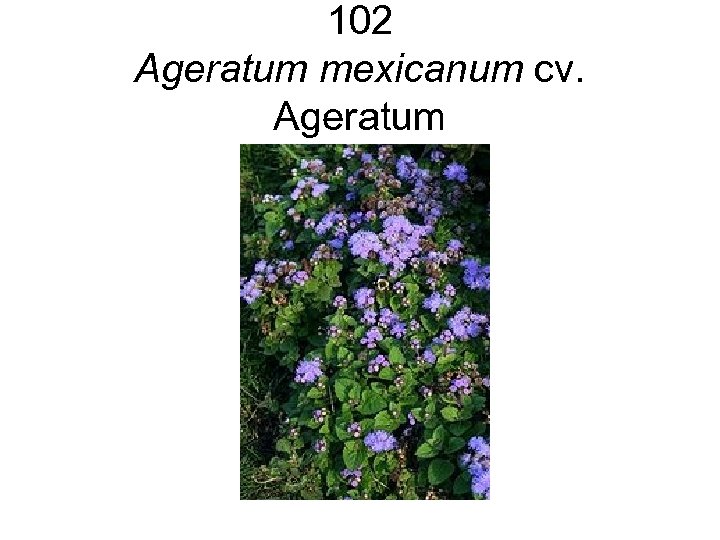 102 Ageratum mexicanum cv. Ageratum 