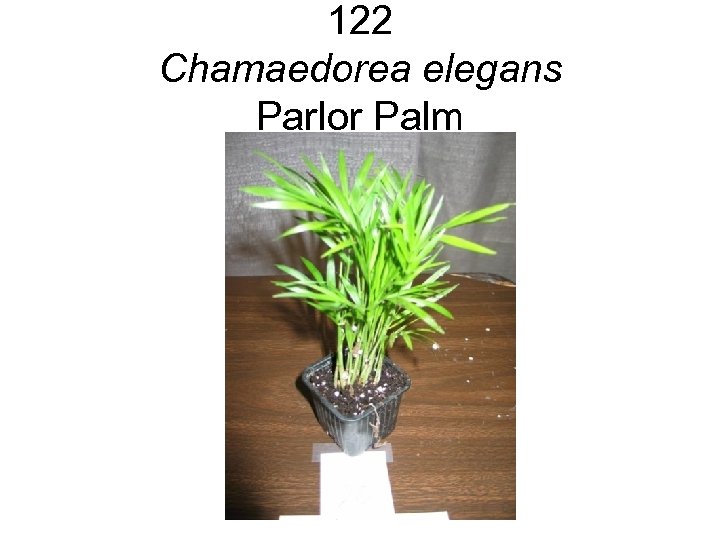 122 Chamaedorea elegans Parlor Palm 