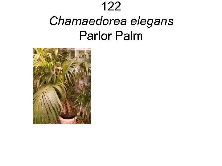 122 Chamaedorea elegans Parlor Palm 