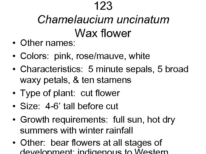123 Chamelaucium uncinatum Wax flower • Other names: • Colors: pink, rose/mauve, white •
