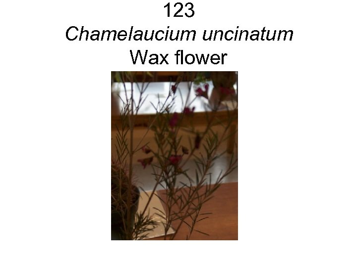 123 Chamelaucium uncinatum Wax flower 