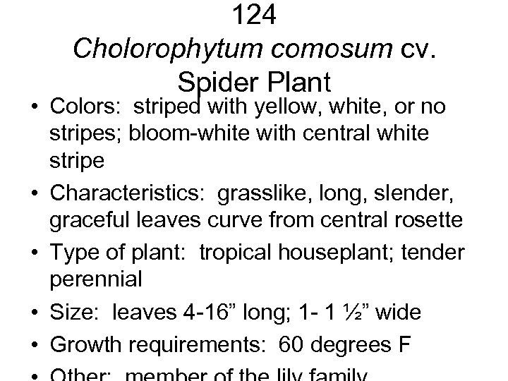 124 Cholorophytum comosum cv. Spider Plant • Colors: striped with yellow, white, or no