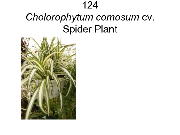 124 Cholorophytum comosum cv. Spider Plant 
