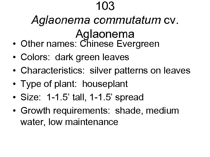  • • • 103 Aglaonema commutatum cv. Aglaonema Other names: Chinese Evergreen Colors: