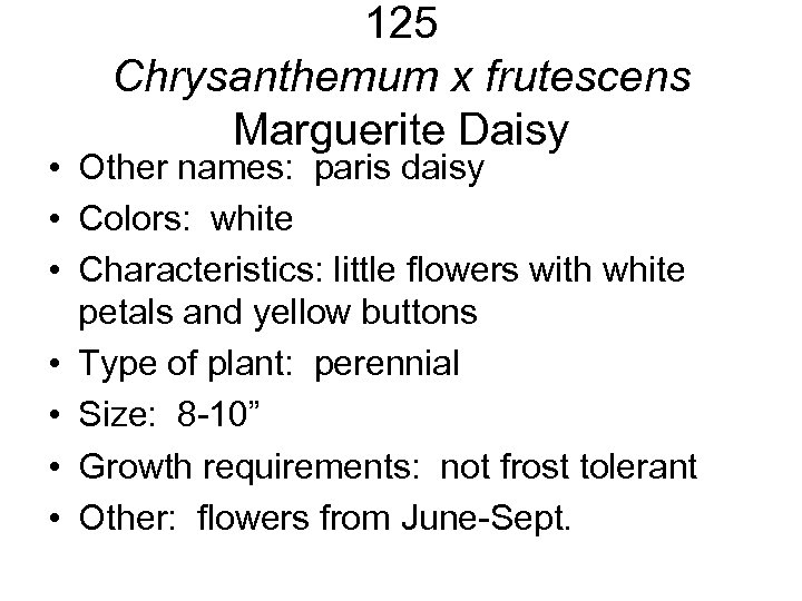125 Chrysanthemum x frutescens Marguerite Daisy • Other names: paris daisy • Colors: white