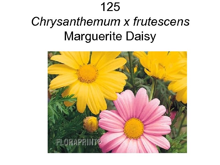 125 Chrysanthemum x frutescens Marguerite Daisy 