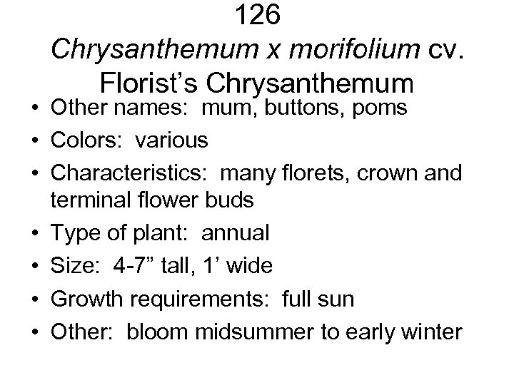 126 Chrysanthemum x morifolium cv. Florist’s Chrysanthemum • Other names: mum, buttons, poms •