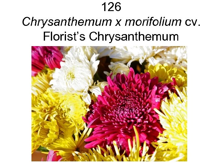 126 Chrysanthemum x morifolium cv. Florist’s Chrysanthemum 