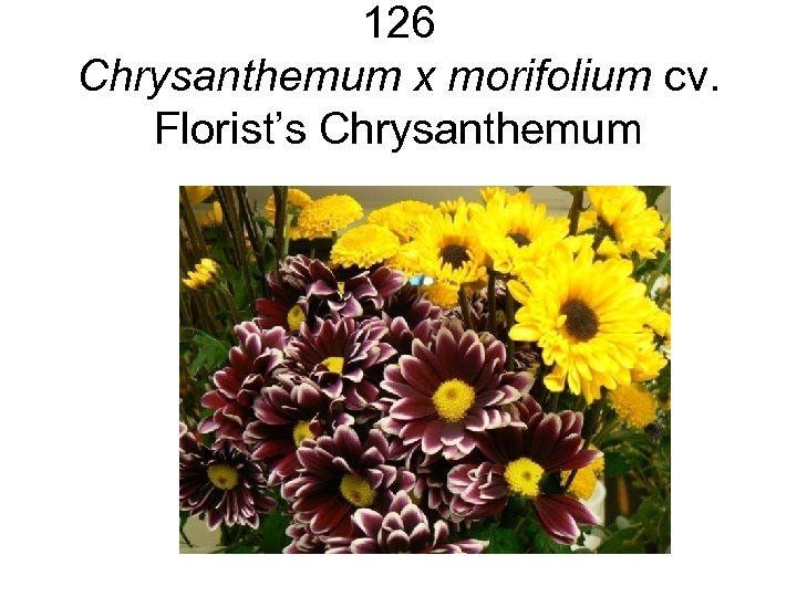 126 Chrysanthemum x morifolium cv. Florist’s Chrysanthemum 