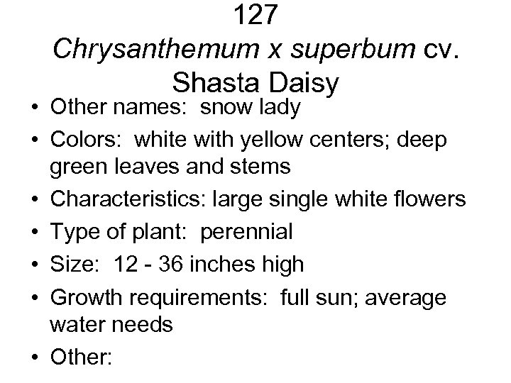 127 Chrysanthemum x superbum cv. Shasta Daisy • Other names: snow lady • Colors: