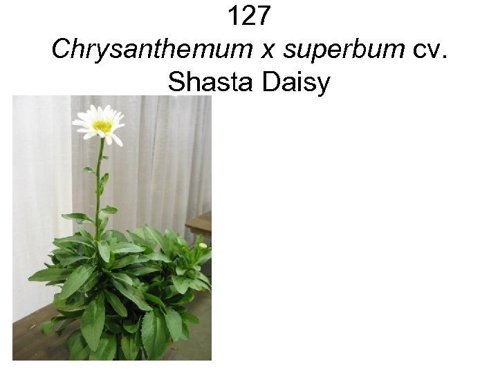 127 Chrysanthemum x superbum cv. Shasta Daisy 