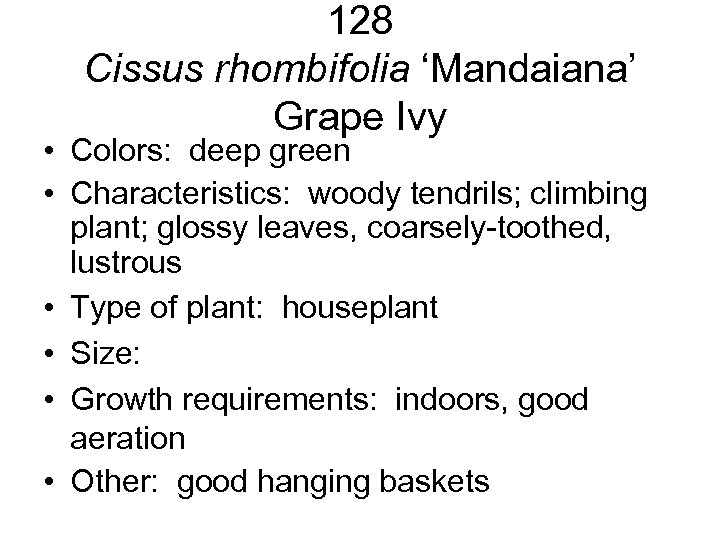 128 Cissus rhombifolia ‘Mandaiana’ Grape Ivy • Colors: deep green • Characteristics: woody tendrils;