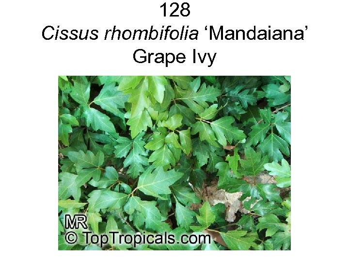 128 Cissus rhombifolia ‘Mandaiana’ Grape Ivy 