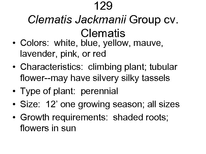 129 Clematis Jackmanii Group cv. Clematis • Colors: white, blue, yellow, mauve, lavender, pink,
