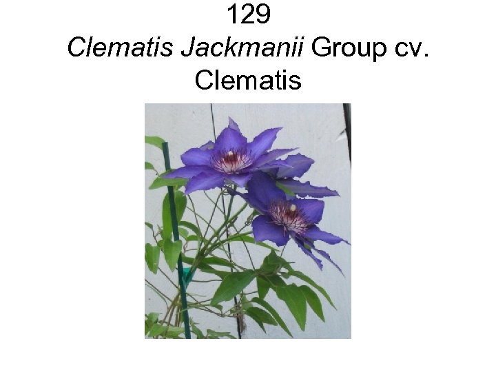 129 Clematis Jackmanii Group cv. Clematis 