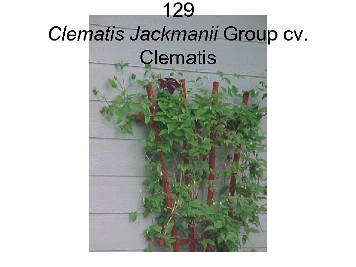 129 Clematis Jackmanii Group cv. Clematis 