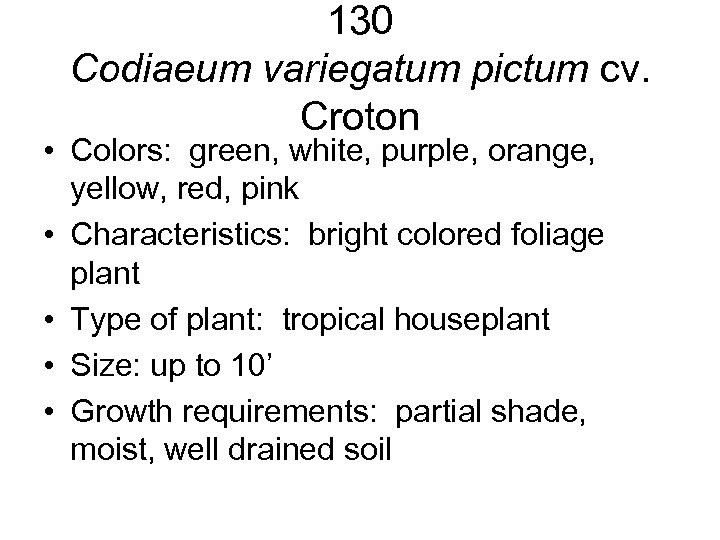130 Codiaeum variegatum pictum cv. Croton • Colors: green, white, purple, orange, yellow, red,