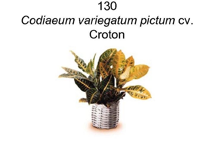 130 Codiaeum variegatum pictum cv. Croton 
