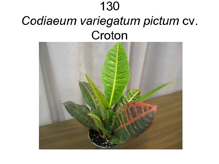 130 Codiaeum variegatum pictum cv. Croton 