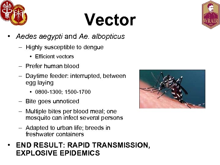 Vector • Aedes aegypti and Ae. albopticus – Highly susceptible to dengue • Efficient