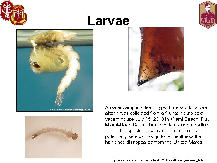 Larvae A water sample is teeming with mosquito larvae after it was collected from