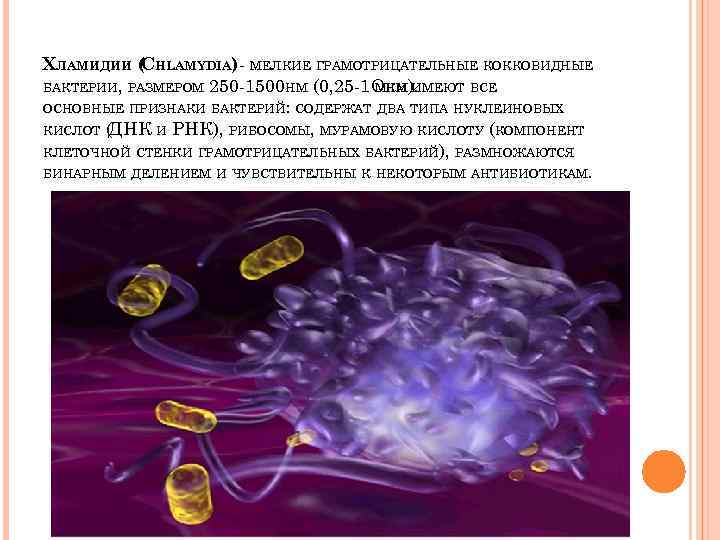 Определение хламидий. Хламидии грамотрицательные. Хламидии Общие признаки с бактериями и вирусами.