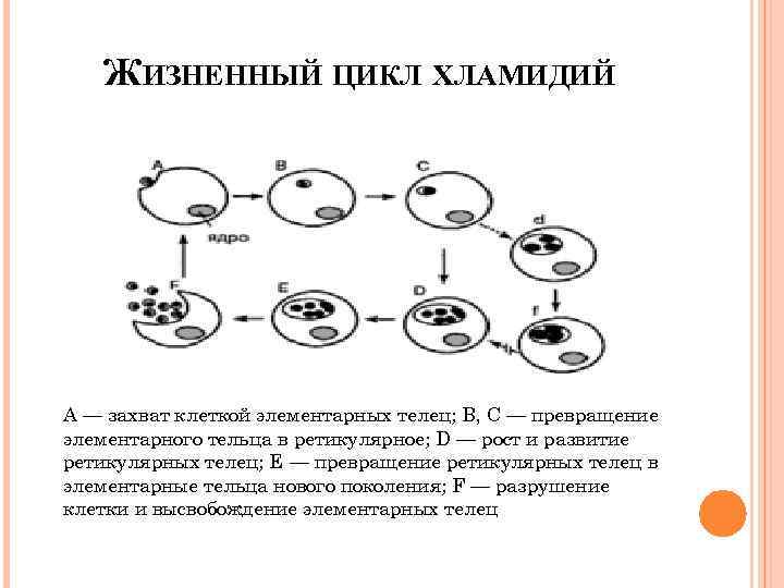 Размножение хламидий