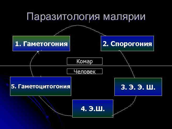 Паразитология малярии 1. Гаметогония 2. Спорогония Комар Человек 5. Гаметоцитогония 3. Э. Э. Ш.
