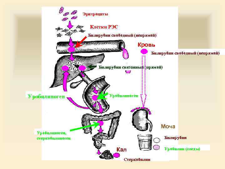 Эритроциты Клетки РЭС Билирубин свободный (непрямой) Кровь Билирубин свободный (непрямой) Билирубин связанный (прямой) Уробилиноген