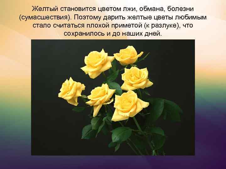 Почему желтый к разлуке. Желтые цветы к разлуке. Жёлтые цветы к расставанию. Желтые розы к разлуке. Желтые розы к расставанию.