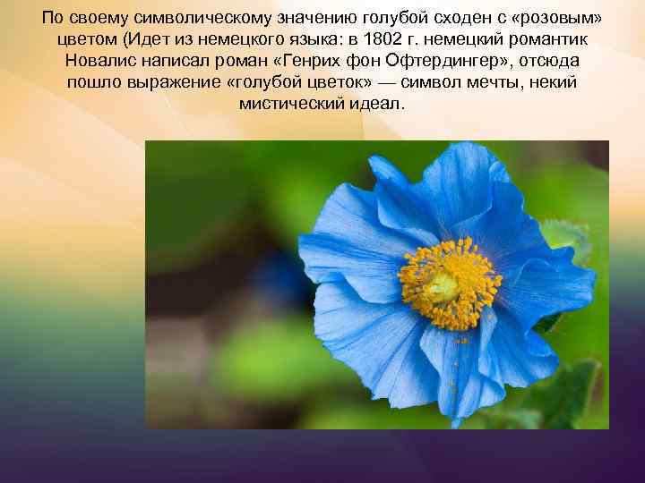 Что означает синие цветы. Голубой цветок Новалиса. Синий цветок Новалиса. Что обозначают голубые цветы.