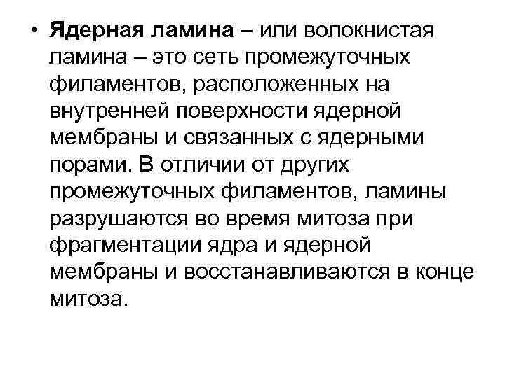  • Ядерная ламина – или волокнистая ламина – это сеть промежуточных филаментов, расположенных