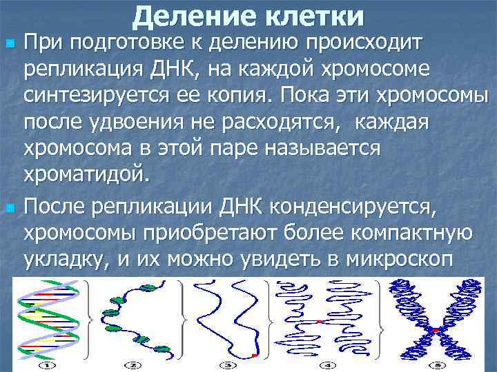 Деление клетки n n При подготовке к делению происходит репликация ДНК, на каждой хромосоме