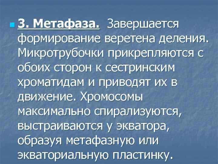 n 3. Метафаза. Завершается формирование веретена деления. Микротрубочки прикрепляются с обоих сторон к сестринским