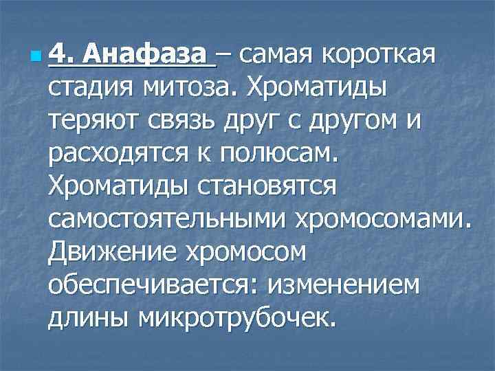 n 4. Анафаза – самая короткая стадия митоза. Хроматиды теряют связь друг с другом