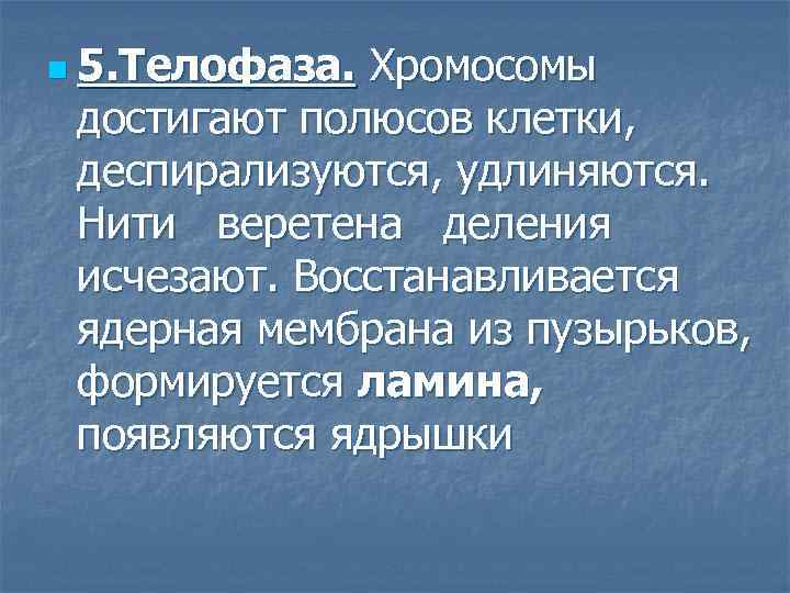 n 5. Телофаза. Хромосомы достигают полюсов клетки, деспирализуются, удлиняются. Нити веретена деления исчезают. Восстанавливается