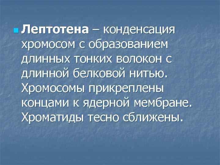 n Лептотена – конденсация хромосом с образованием длинных тонких волокон с длинной белковой нитью.