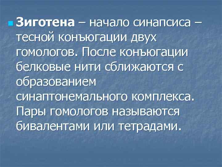 n Зиготена – начало синапсиса – тесной конъюгации двух гомологов. После конъюгации белковые нити