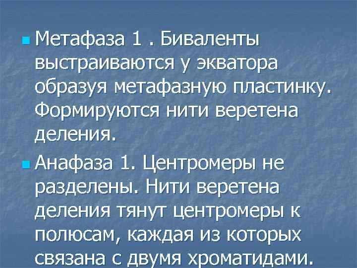 n Метафаза 1. Биваленты выстраиваются у экватора образуя метафазную пластинку. Формируются нити веретена деления.