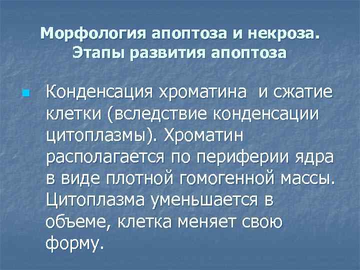 Морфология апоптоза и некроза. Этапы развития апоптоза n Конденсация хроматина и сжатие клетки (вследствие