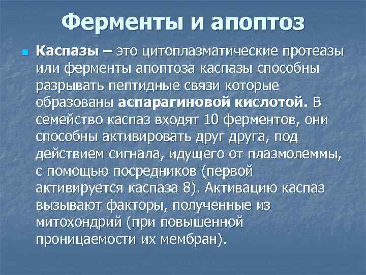 Ферменты и апоптоз n Каспазы – это цитоплазматические протеазы или ферменты апоптоза каспазы способны