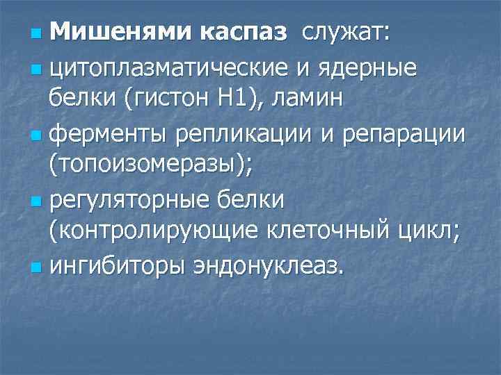 Мишенями каспаз служат: n цитоплазматические и ядерные белки (гистон Н 1), ламин n ферменты