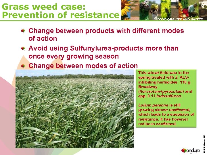 Grass weed case: Prevention of resistance FOOD QUALITY AND SAFETY Change between products with