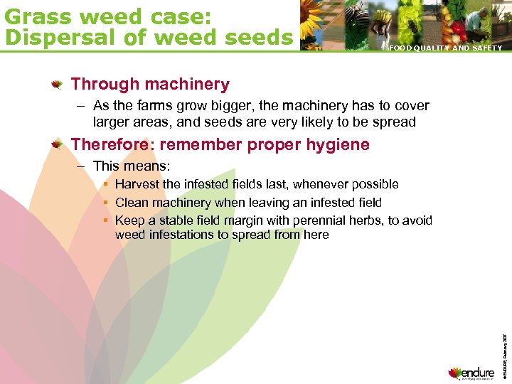 Grass weed case: Dispersal of weed seeds FOOD QUALITY AND SAFETY Through machinery –