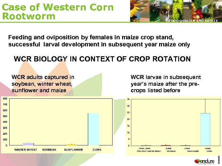 Case of Western Corn Rootworm FOOD QUALITY AND SAFETY Feeding and oviposition by females