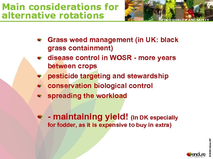 Main considerations for alternative rotations FOOD QUALITY AND SAFETY Grass weed management (in UK: