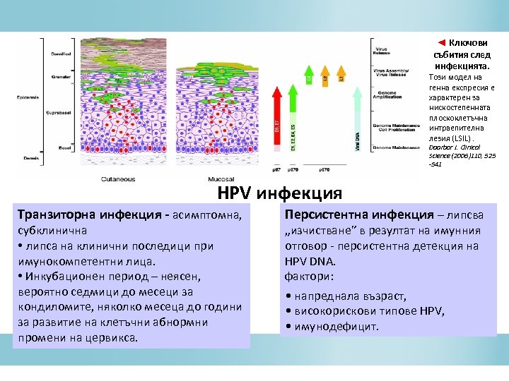 ◄ Ключови събития след инфекцията. Този модел на генна експресия е характерен за нискостепенната