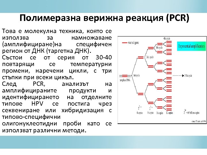 Полимеразна верижна реакция (PCR) Това е молекулна техника, която се използва за намножаване (амплифициране)на