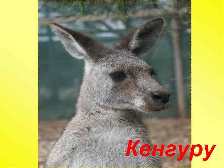 Кенгуру 