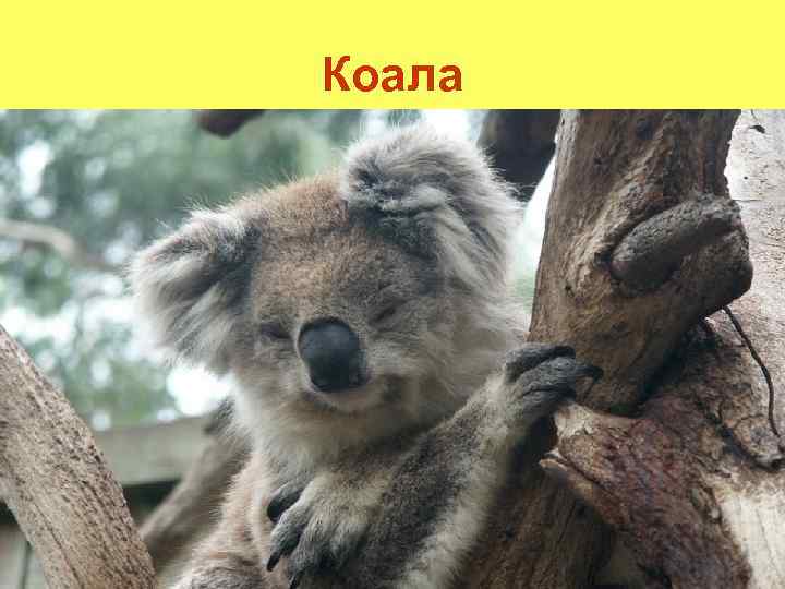 Коала 